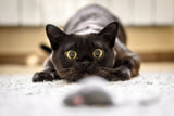 Ein Albtraum für Katzen: Pfoten weg von diesem Trend-Spielzeug!